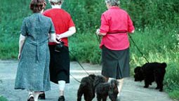 Stingrāk uzraudzīs tīrību Rīgā, īpaši suņu saimnieku rīcību